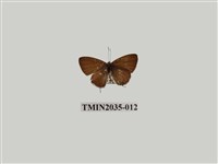 藏品(波灰蝶)的圖片